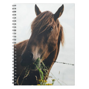 CUADERNO HORSE CHEWING GRASS
