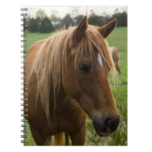 Cuaderno Horse Hello