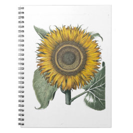 Cuaderno Hortus Eystettensis de girasol, 1713