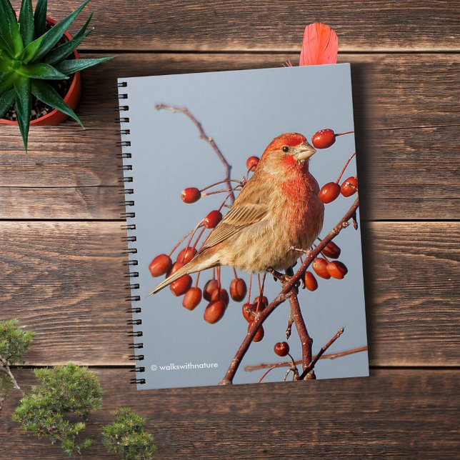 Cuaderno House Finch con Hawthorn Berries (House Finch with Hawthorn Berries Journal Cover Photo)
