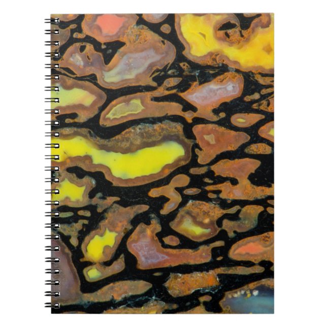 Cuaderno Hueso de Dinosaurio Multicolor (Frente)