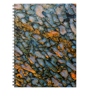 Cuaderno Hueso de dinosaurio Petrificado