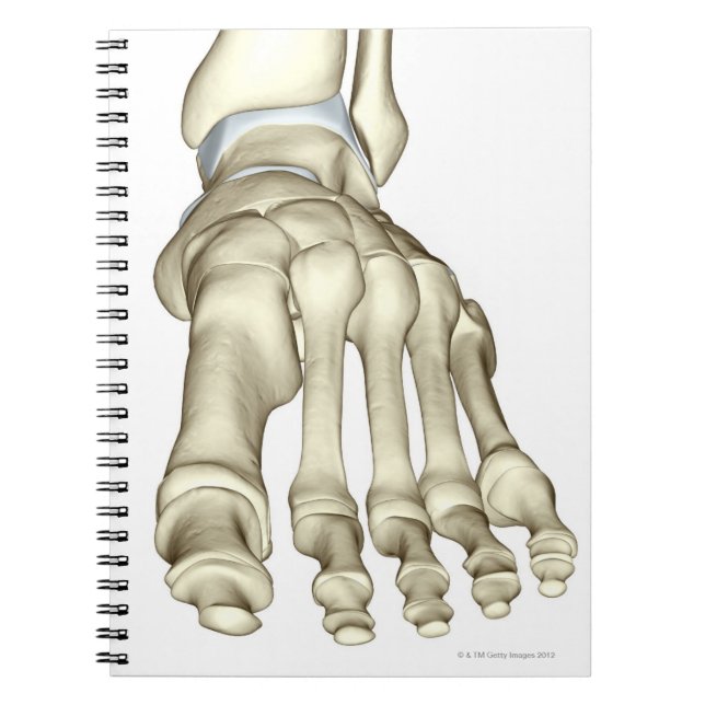 Cuaderno Huesos de los pies 8 (Frente)