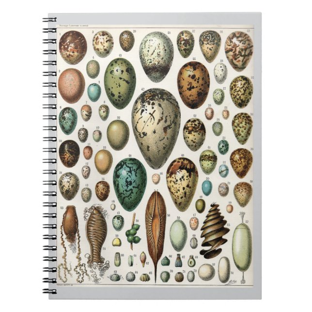 Cuaderno Huevos - Adolphe Philippe Millot (Frente)