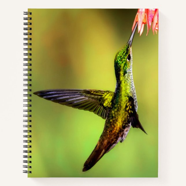 Cuaderno Hummingbird (Anverso)