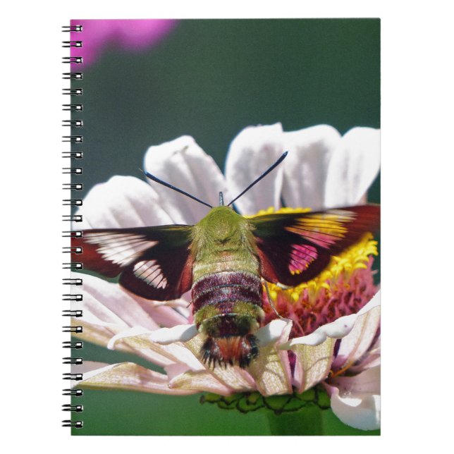 Cuaderno Hummingbird Moth (Frente)