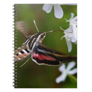 Cuaderno Hummingbird Moth Wire Journal