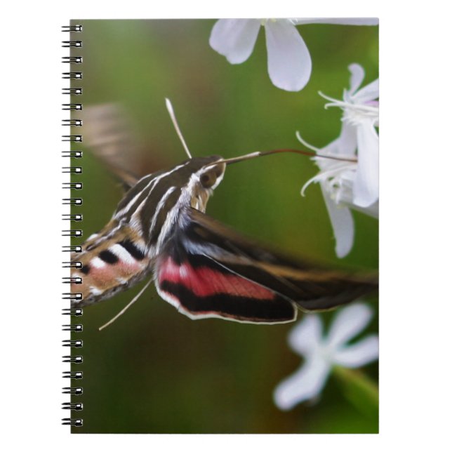 Cuaderno Hummingbird Moth Wire Journal (Frente)