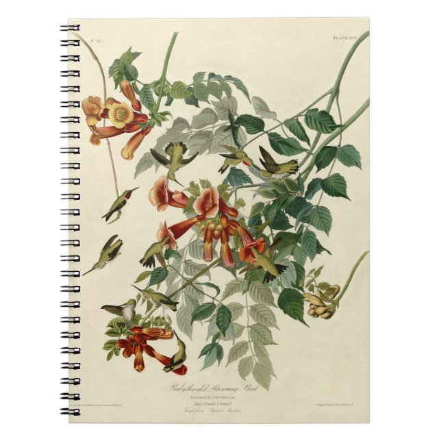 Cuaderno Hummingbird Ruby Throated Audubon (Frente)