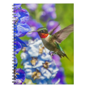 Cuaderno Hummingbird Y Delfino