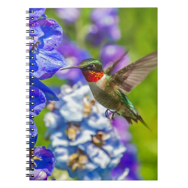 Cuaderno Hummingbird Y Delfino (Frente)
