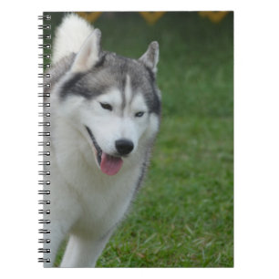 Cuaderno Husky siberiano lindo