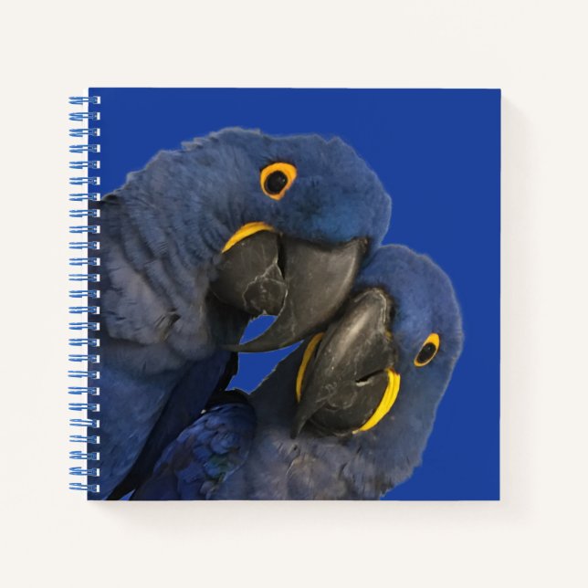 Cuaderno Hyacinin Macaw Parrot Bird Rare Blue (Anverso)