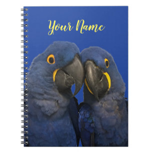 Cuaderno Hyacinin Macaw Parrot Bird Rare Blue
