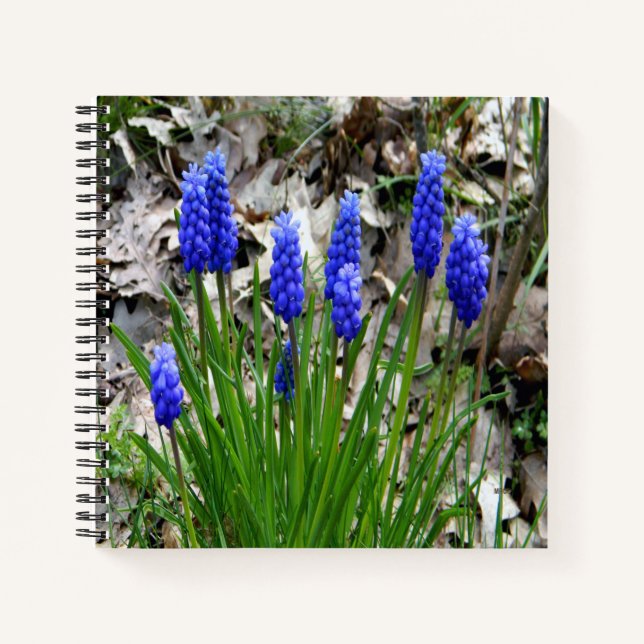 Cuaderno Hyacinths de uva... (Anverso)