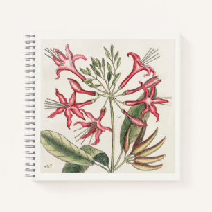 Cuaderno Ilustración botánica rosa arte del siglo XVIII