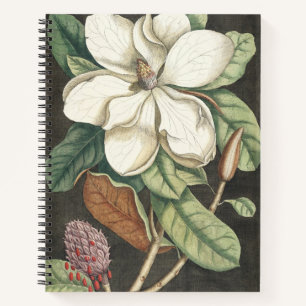 Cuaderno Ilustración botánica vintage de magnolia de Catesb