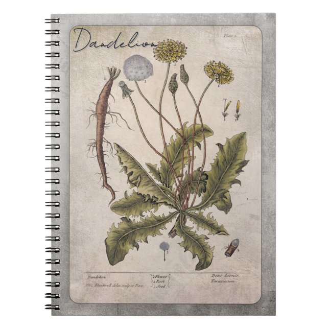 Cuaderno Ilustracion botánico Dandelion (Frente)
