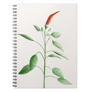 Cuaderno Ilustracion botánico de la planta de la pimienta