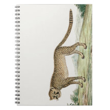 Ilustracion Chita de África