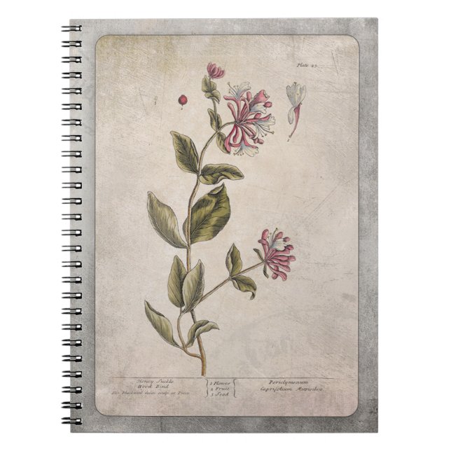 Cuaderno Ilustracion de chupa de miel con textura (Frente)