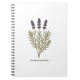 Cuaderno Ilustracion de flores de lavanda de época