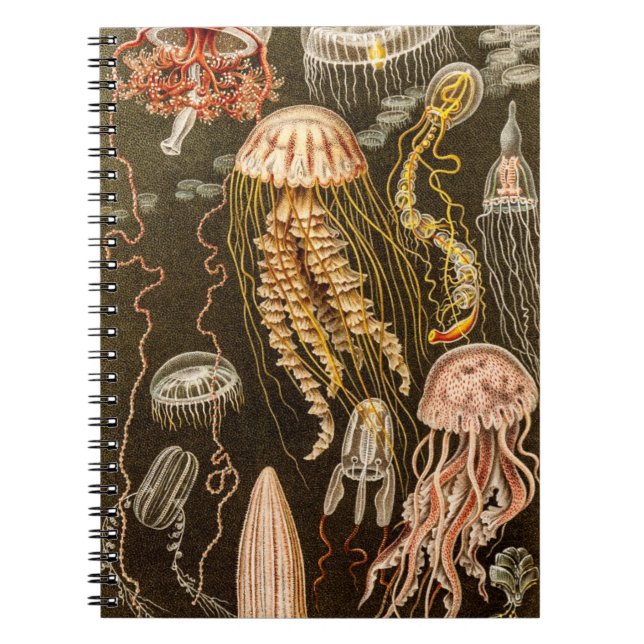 Cuaderno Ilustracion de los pescados de jalea de la (Frente)
