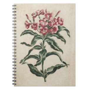 Cuaderno Ilustracion de Lychnidea Froral Vintage