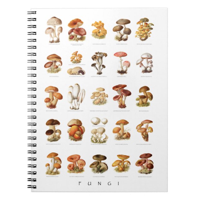 Cuaderno ilustracion de ungüentos comestibles no comestible (Frente)