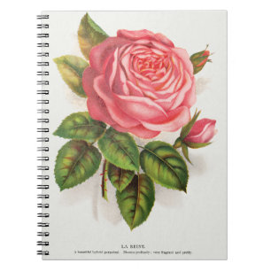 Cuaderno Ilustración floral de rosa rosa antigua Cottagecor