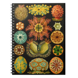 Cuaderno Ilustracion Haeckel Ascidiae Sea Life 6.5X8.75"