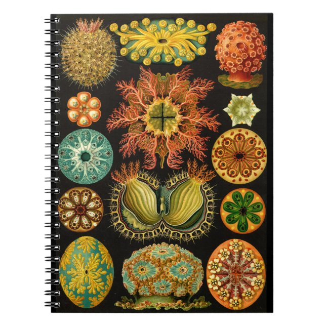 Cuaderno Ilustracion Haeckel Ascidiae Sea Life 6.5X8.75" (Frente)