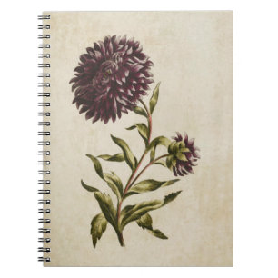 Cuaderno Ilustracion Vintage de Aster Doble Aster Botánico 
