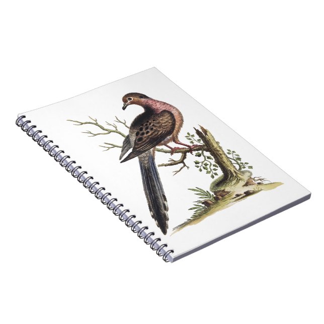 Cuaderno Ilustración Vintage de Paloma Pasajera  (Lado Derecho)