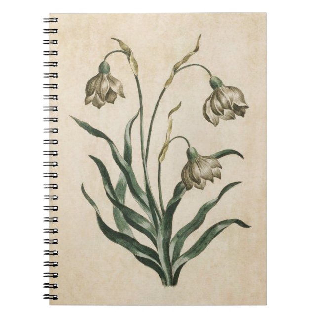 Cuaderno Ilustracion Vintage de Snowdrop (Frente)