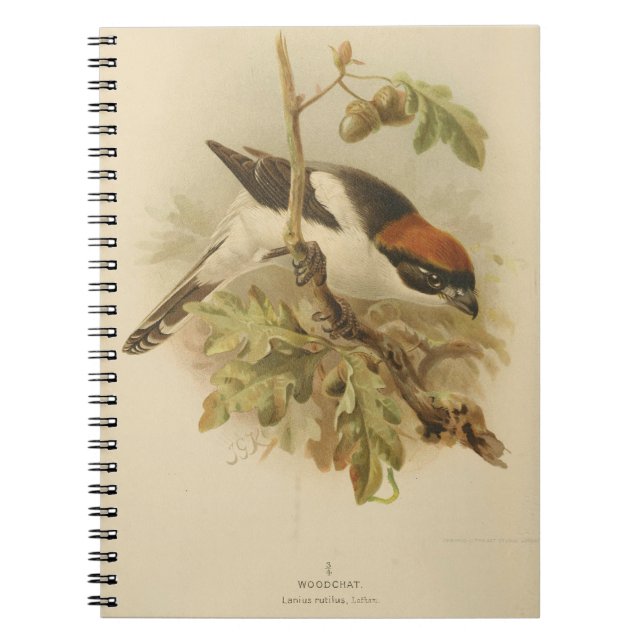 Cuaderno Ilustracion vintage de Woodchat Shrike (Frente)