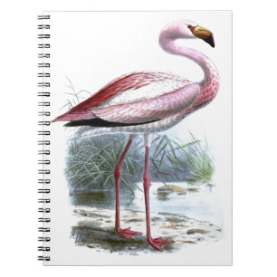 Cuaderno Ilustracion Vintage Puna Flamingo