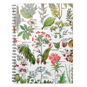 Cuaderno Ilustraciones botánicos