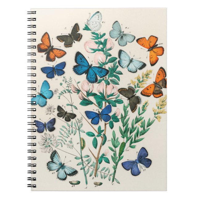 Cuaderno Ilustraciones de mariposas (Frente)