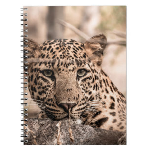 Cuaderno Imagen de arte fino del retrato de leopardo o pant