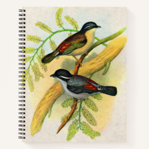 Cuaderno impresión de aves de bonito