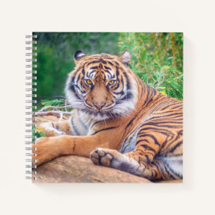 Cuaderno Impresionante fotografía de tigre reclinado