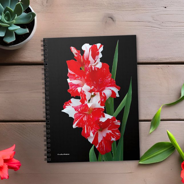 Cuaderno Impresionante gladiolo rojo y blanco (Stunning Red Gladiolus Flowers Journal Cover Photo)