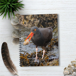 Cuaderno Impresionante Oystercatcher negro con almeja