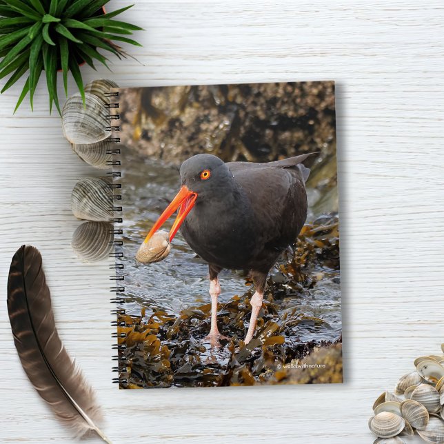 Cuaderno Impresionante Oystercatcher negro con almeja (Black Oystercatcher with Clam on the Beach Journal Cover Photo)