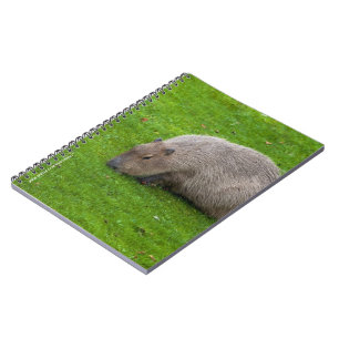 Cuaderno Increíble Animal Carpincho