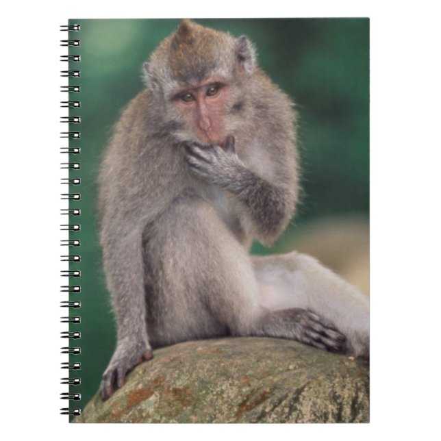 Cuaderno Indonesia, Bali, Ubud, Macaco de cola larga (Frente)