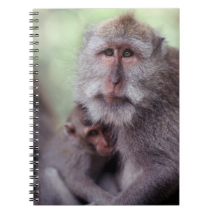 Cuaderno Indonesia, Bali, Ubud, Macaco de cola larga