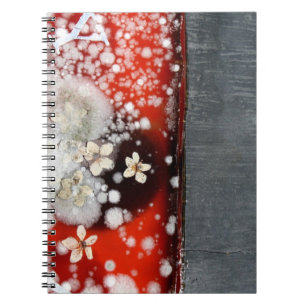 Cuaderno Inmortalidad 2