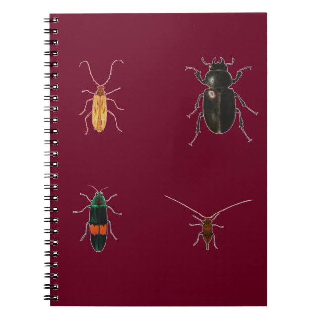 Cuaderno Insectos 2011 (Frente)